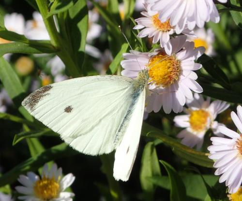 Réf. 240 390 : Pieris rapae